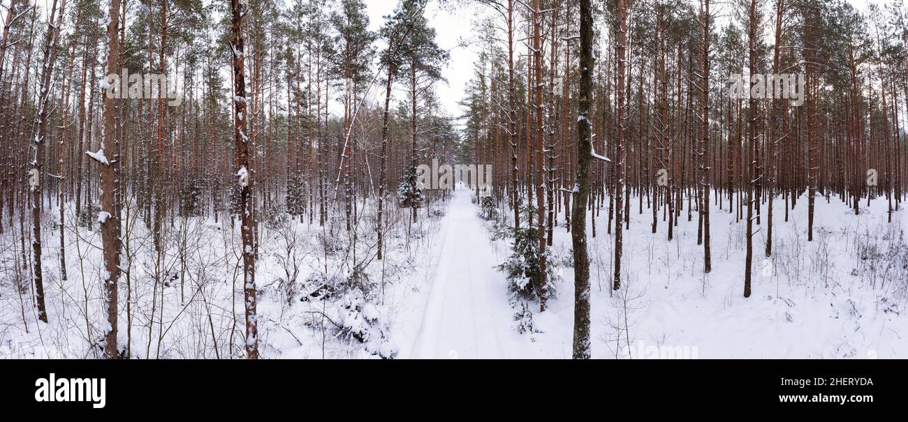 Schneebedeckter Kiefernwald in der Wintersaison Panorama. Stockfoto