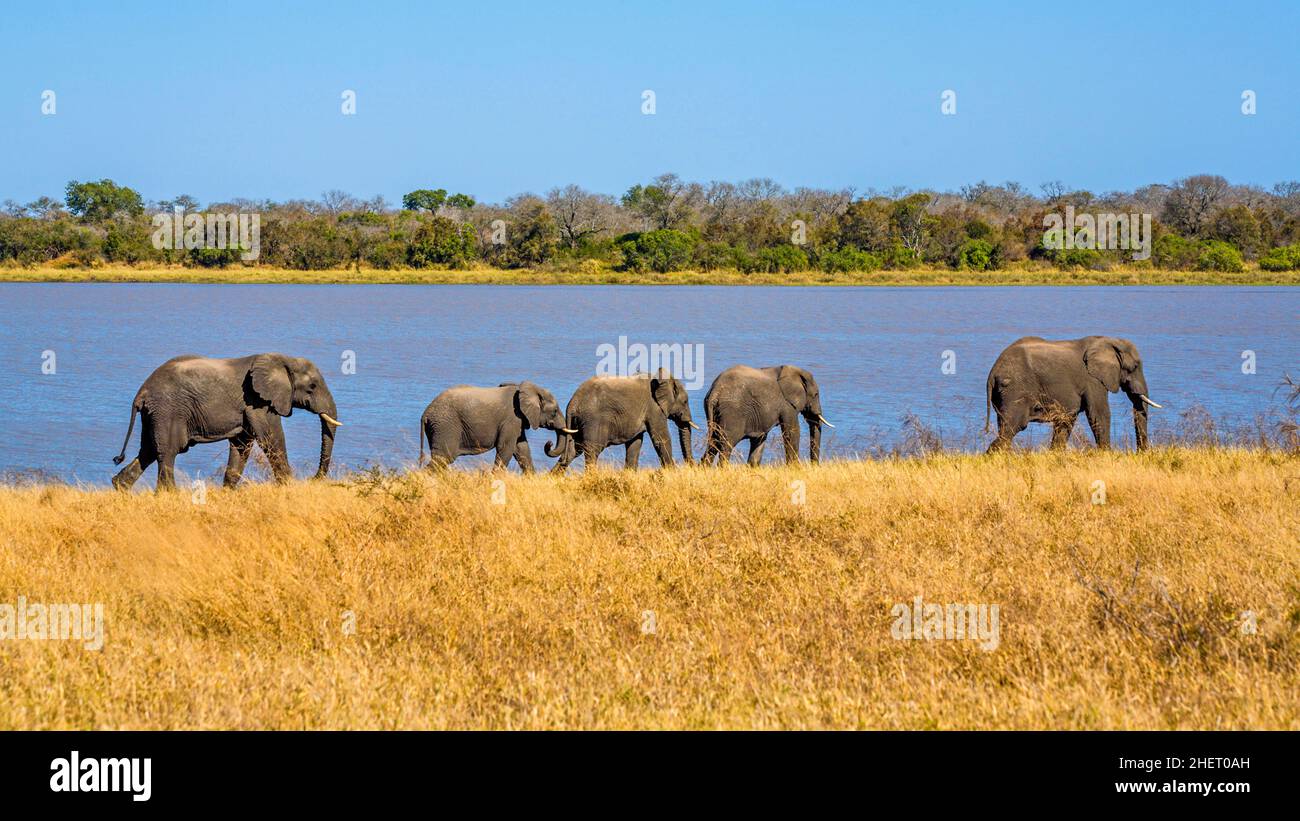 Elefanten auf dem Weg zum Bad, Manyeleti Game Reserve, Südafrika Stockfoto