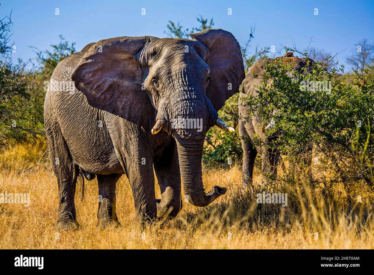 Elephantn african Elephant (Loxodonta africana), Manyeleti Game Reserve, Südafrika Stockfoto