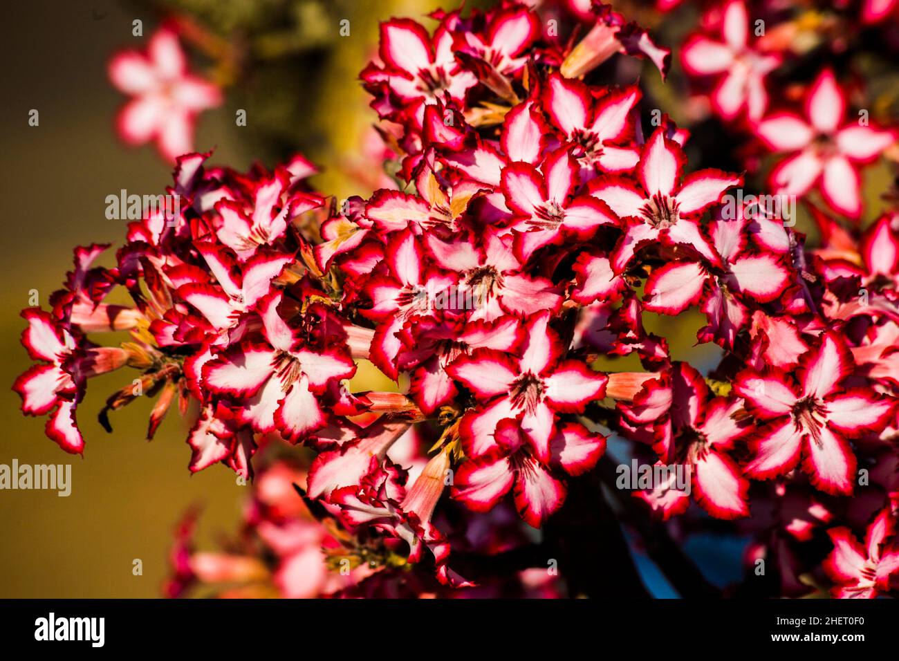 Wüstenrose (Adenium multiflorum), saftiger Strauch, dessen giftiger saft für Fische und Pfeilgifte verwendet wird, Kruger National Park, Südafrika Stockfoto