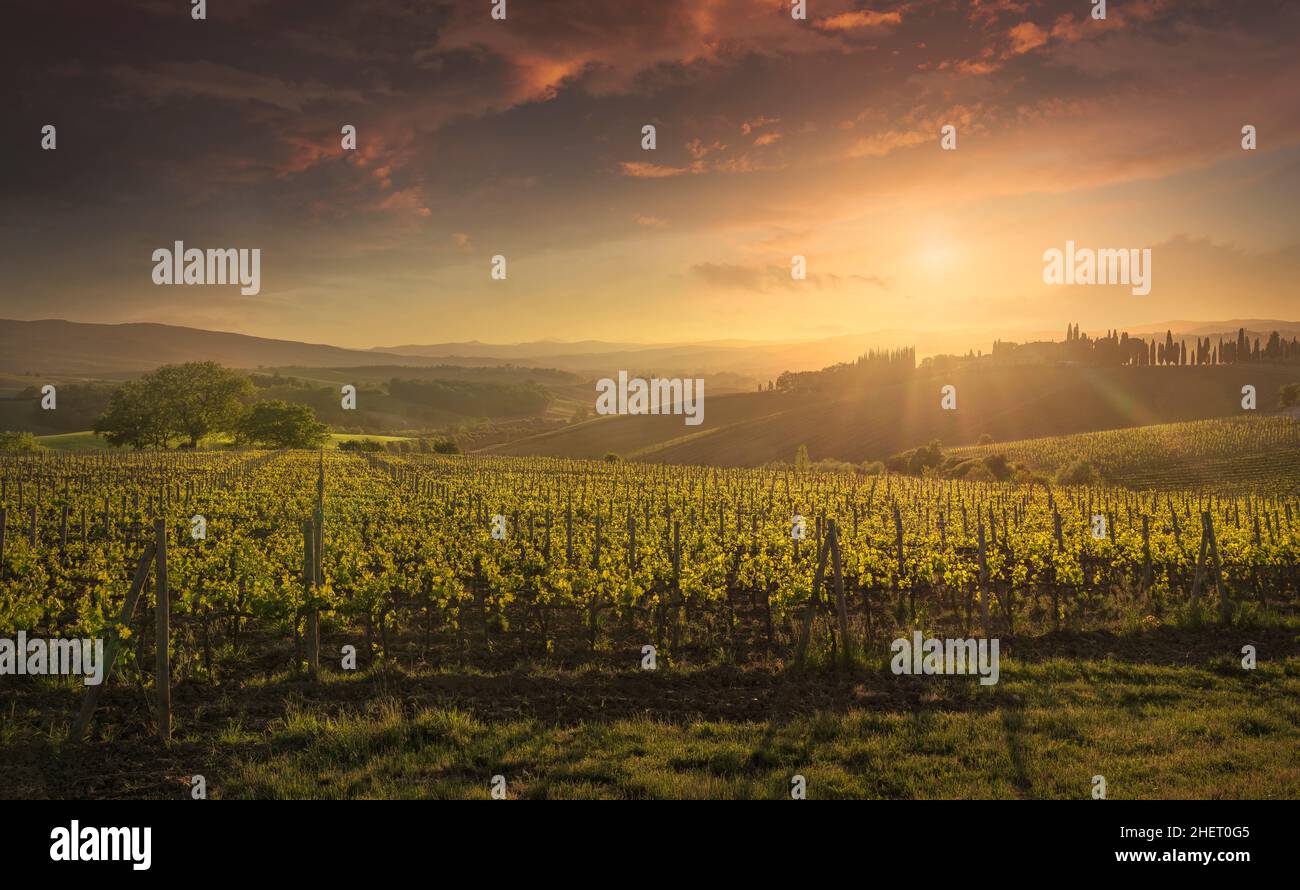 Montalcino Weinberge bei Sonnenuntergang und Zypressen im Hintergrund. Provinz Siena, Region Toskana, Italien, Europa. Stockfoto