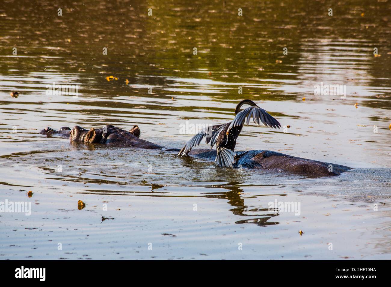 Hippo mit Kormoran, Hippo Lodge im Mlilwane Wildlife Sanctuary, Swasiland, Eswatini, Südafrika, Milwane Stockfoto