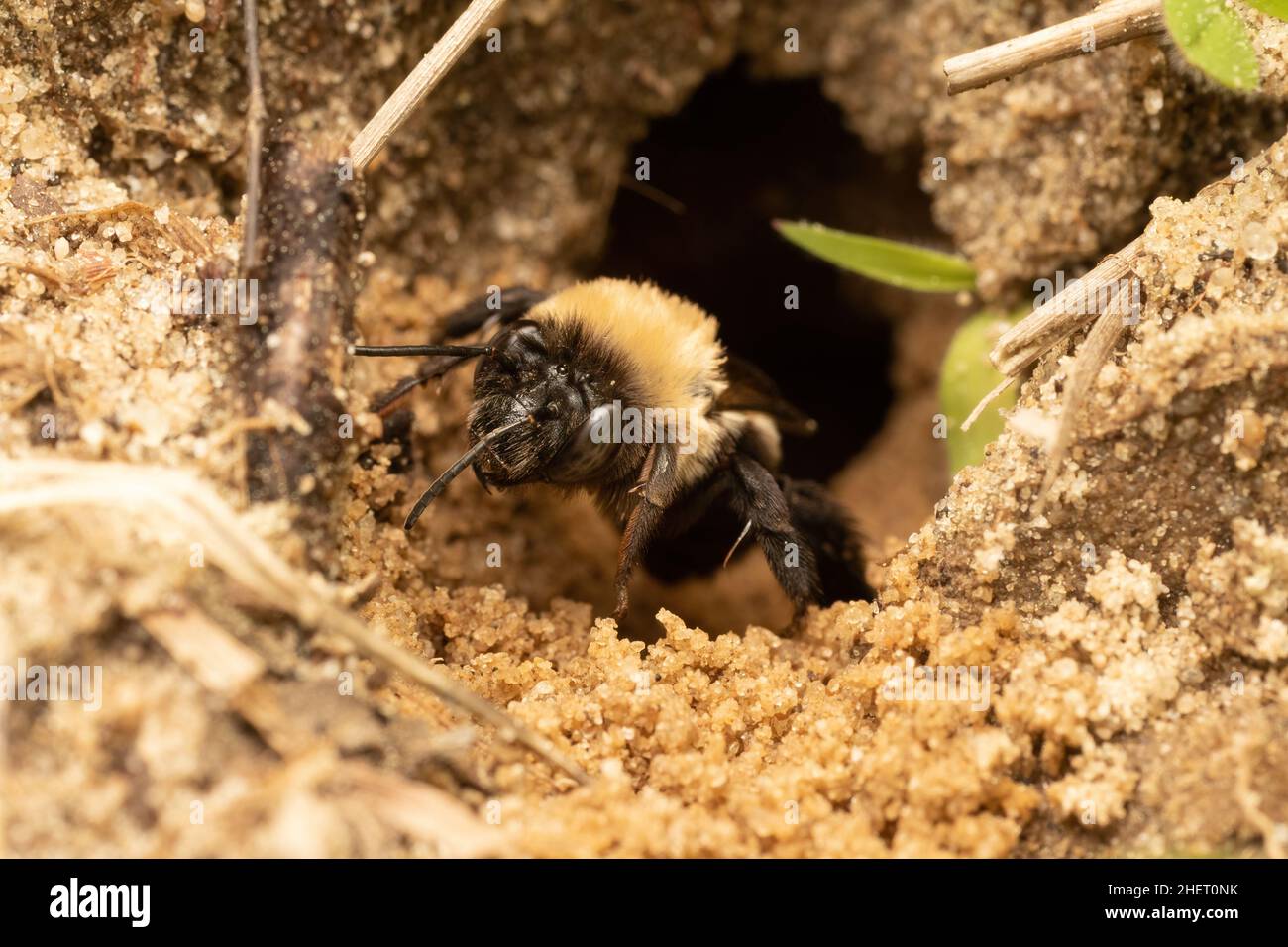 dicke-biene-fotos-und-bildmaterial-in-hoher-aufl-sung-alamy