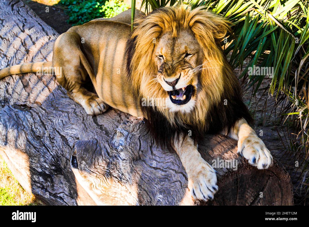 Männlicher Löwe (Panthera leo), Cango Wildlife Ranch, Oudtshoorn, Südafrika Stockfoto