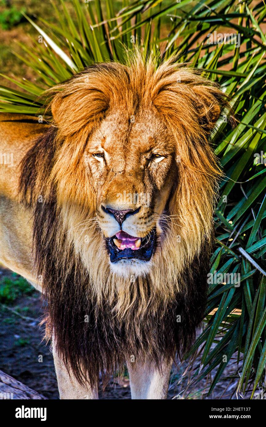 Männlicher Löwe (Panthera leo), Cango Wildlife Ranch, Oudtshoorn, Südafrika Stockfoto