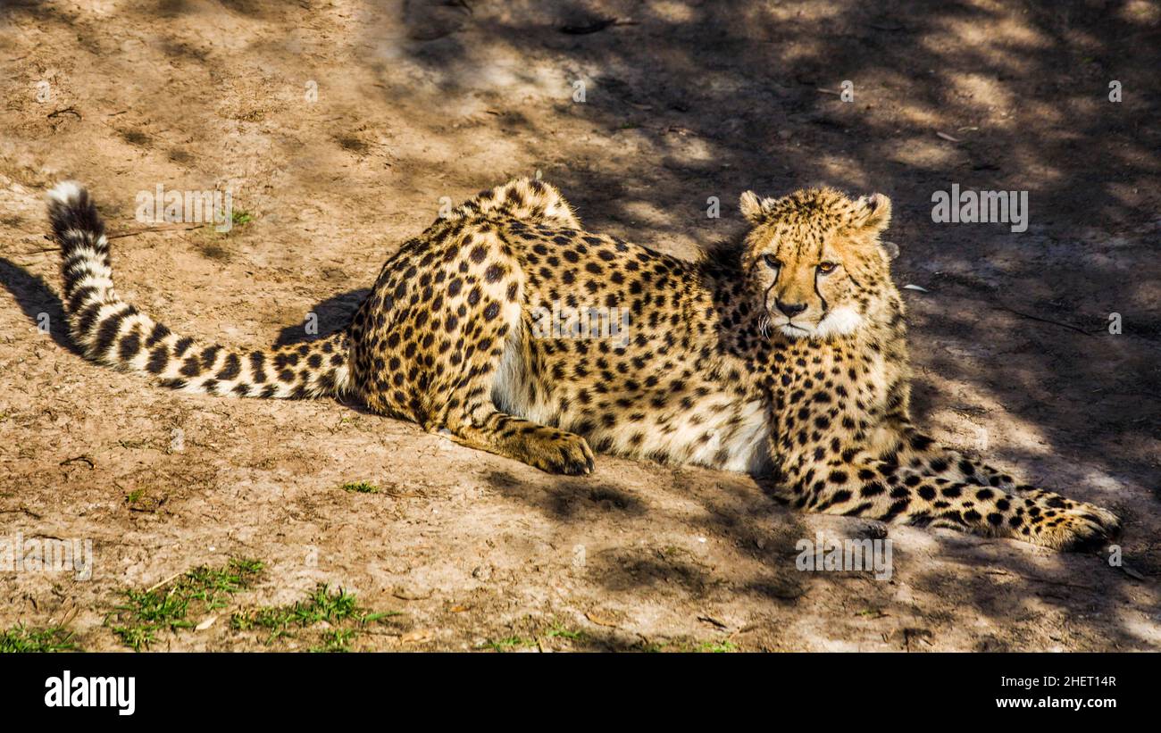 Cheetah (Acinonyx jubatus), Cango Wildlife Ranch, Oudtshoorn, Südafrika Stockfoto