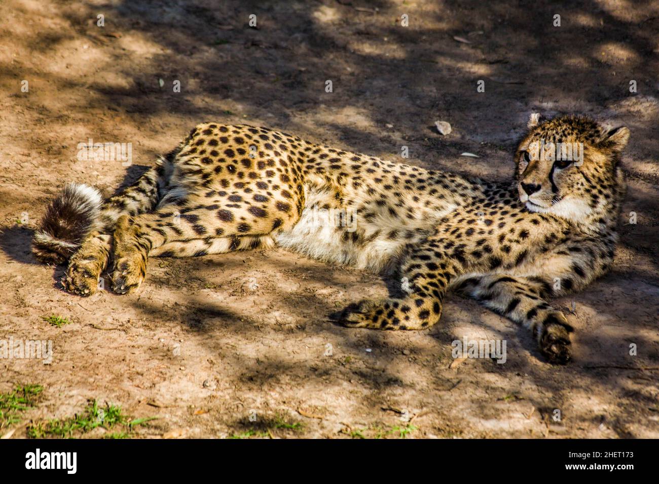 Cheetah (Acinonyx jubatus), Cango Wildlife Ranch, Oudtshoorn, Südafrika Stockfoto
