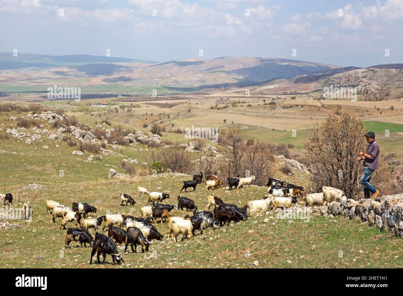 Ziegen im Grabungsfeld, Hattusha, alte Hauptstadt der Hethiter, Türkei, Hattusha, Türkei Stockfoto