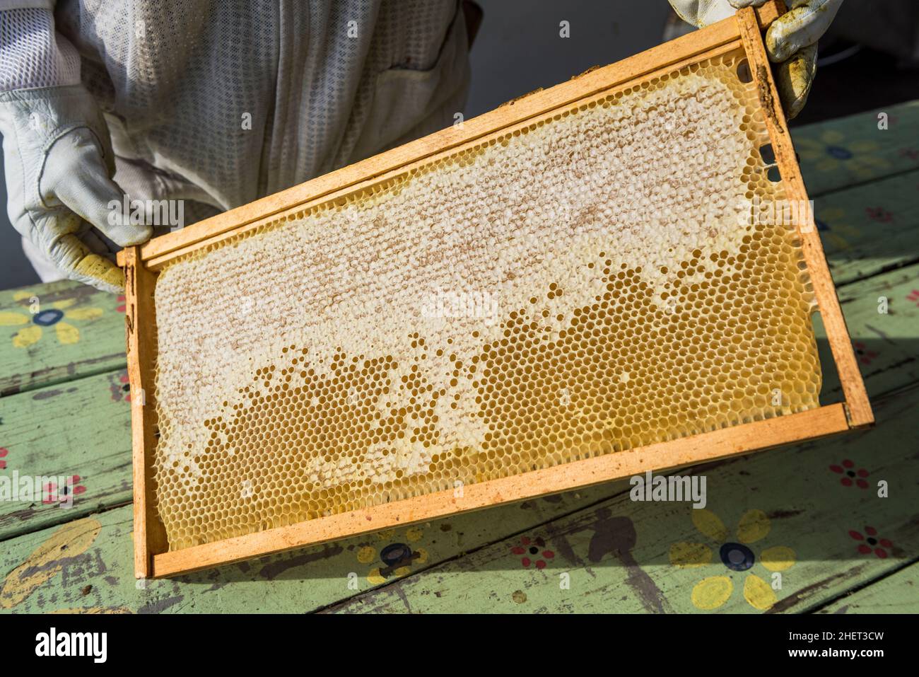 Städtischer Imker, der Rahmen mit gedeckelten Honig hält Stockfoto