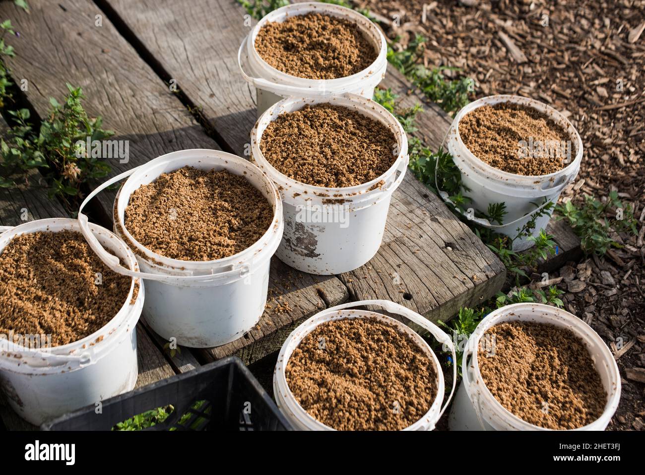 Verbrauchte Brauereigetreide und Hopfen, die von der örtlichen Brauerei gesammelt werden, werden zur Fütterung der Hühner auf dem städtischen Bauernhof verwendet Stockfoto