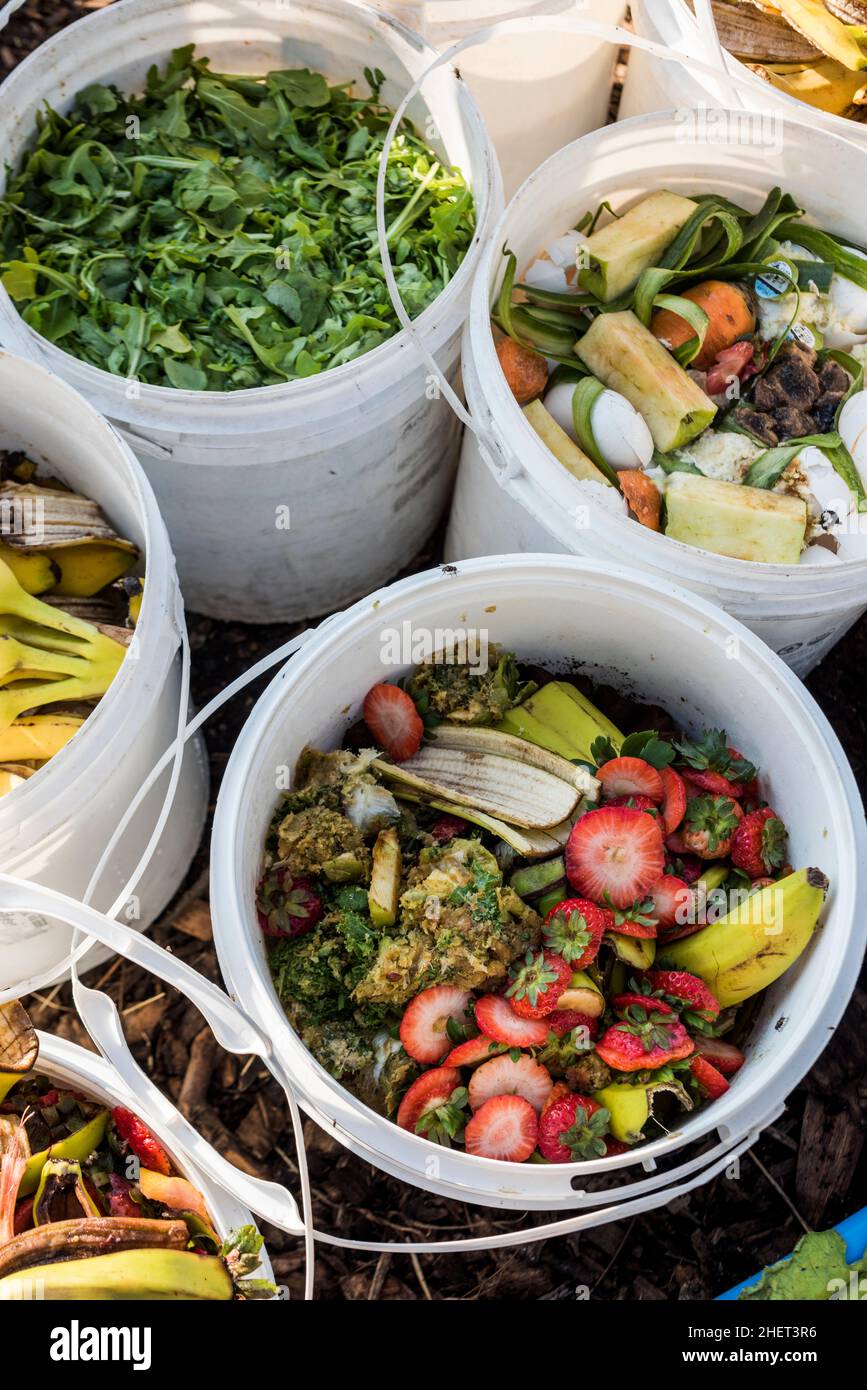 Lebensmittelabfälle aus lokalen Restaurants werden als Hühnerfutter für eine städtische Farm verwendet. Stockfoto