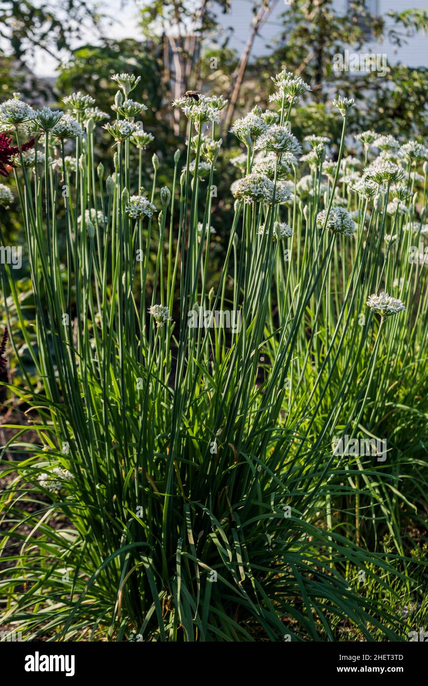Knoblauch-Schnittlauch wächst in einem städtischen Garten. Stockfoto