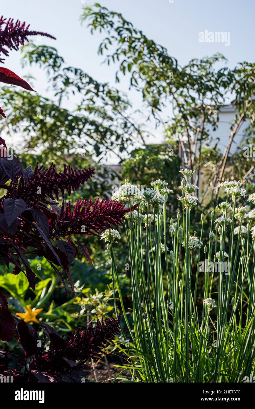 Knoblauch-Schnittlauch wächst in einem städtischen Garten. Stockfoto
