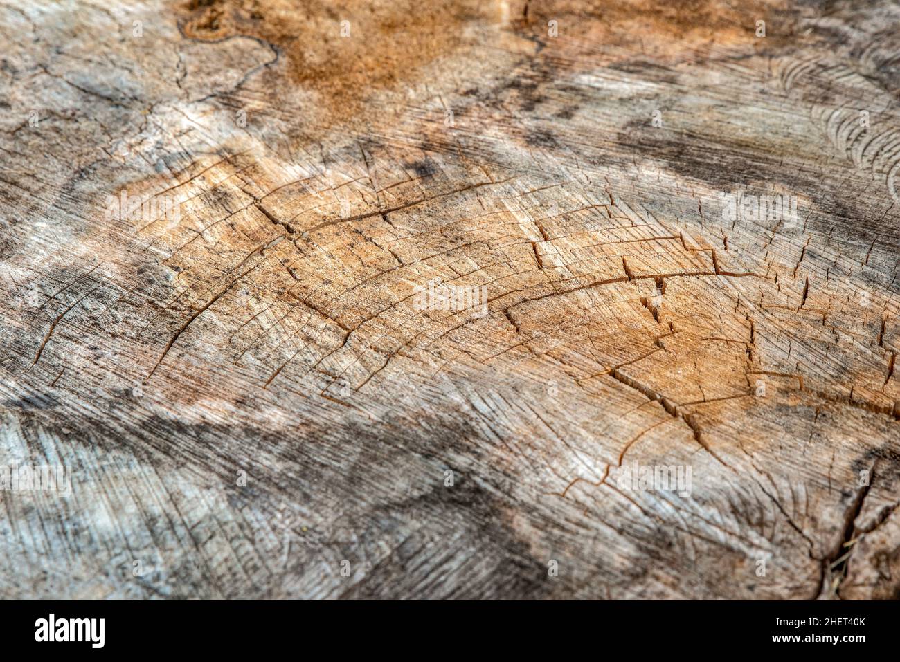 Die Oberfläche des Holzes ist rissig und schimmelig. Textur eines alten Baumstumpens mit tiefen Rissen und Knoten aus der Nähe Stockfoto