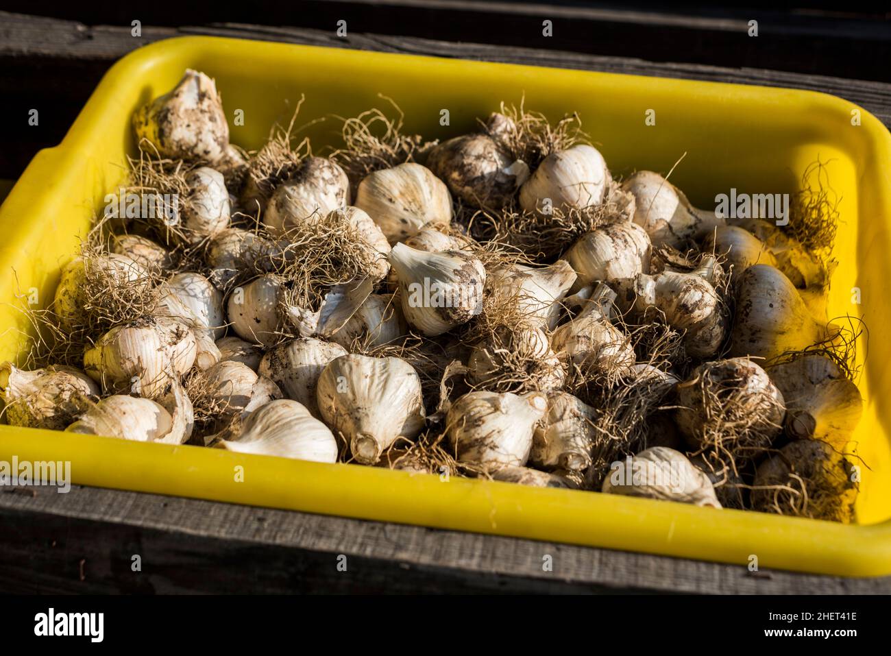 Ein Behälter mit frisch geerntetem Knoblauch auf einem städtischen Bauernstand Stockfoto
