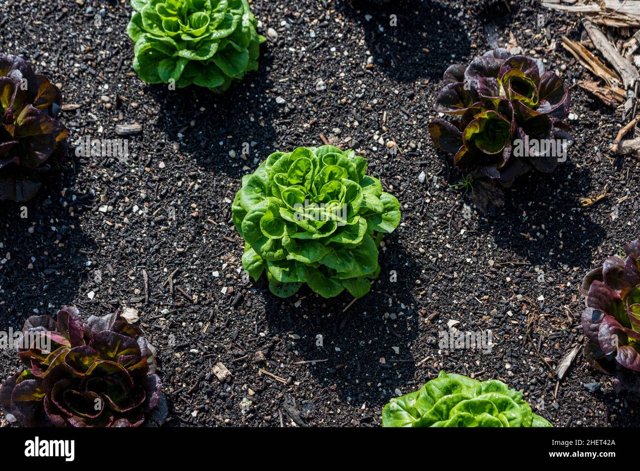 Salat, der auf einem städtischen Bauernhof wächst Stockfoto