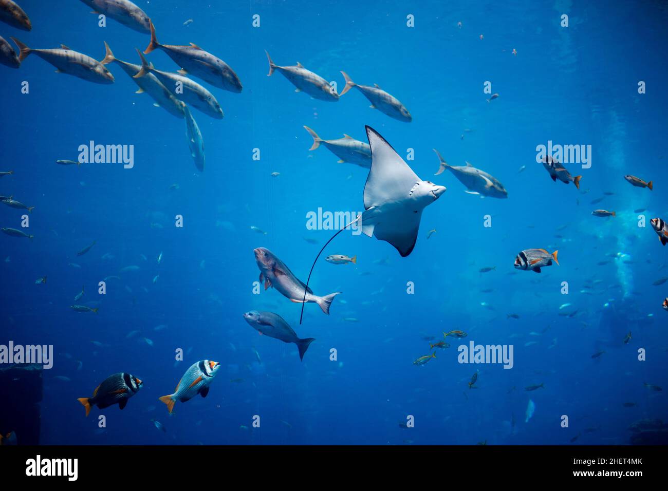 Unterwasserlandschaft mit Wildtieren und einem Stachelrochen. Fische schwimmen im Aquarium. Stockfoto