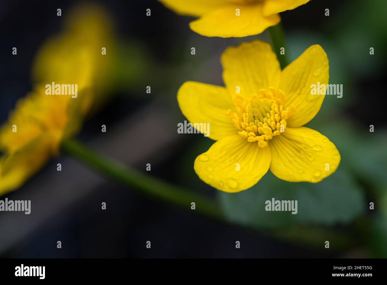 Gelbe Blüte mit Wassertropfen von Sumpfmarigold Stockfoto