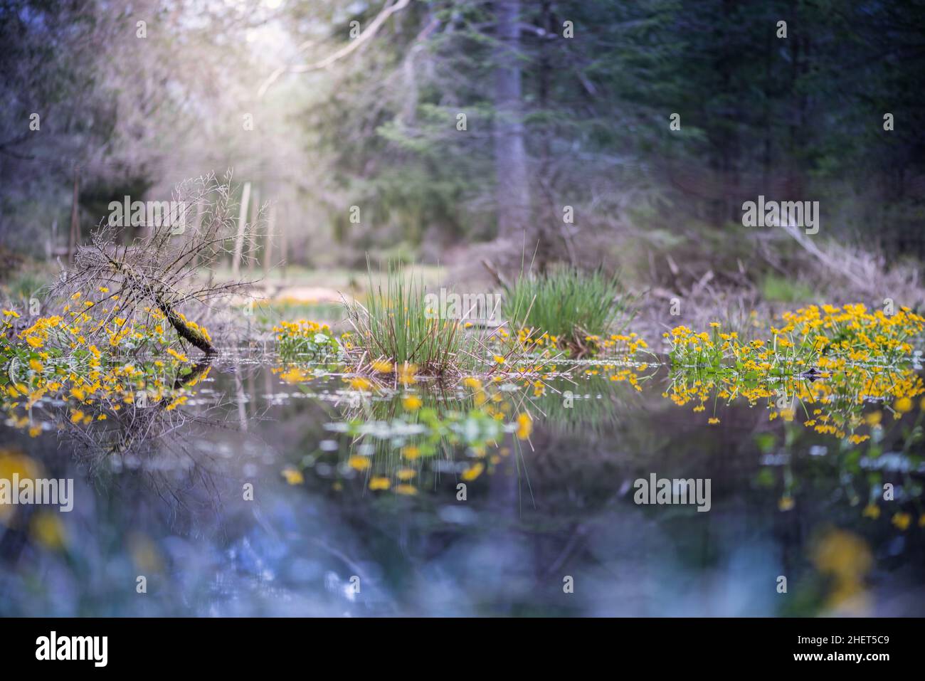 Sumpf im Wald mit Sonnenhighlight und Sumpfblüten Stockfoto