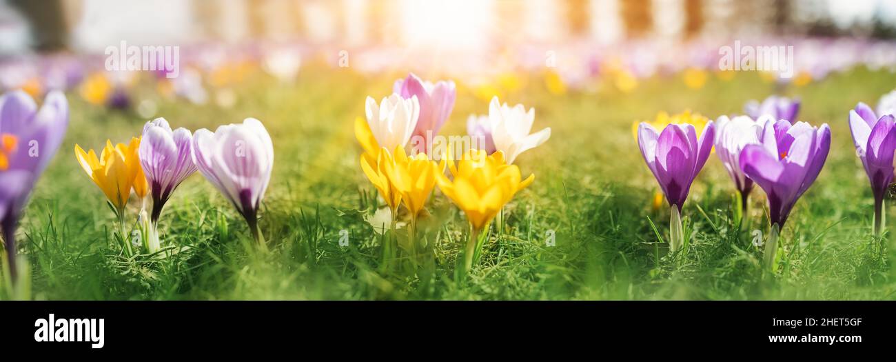 Nahaufnahme Panoramablick auf die Frühlingsblumen im Park Stockfoto