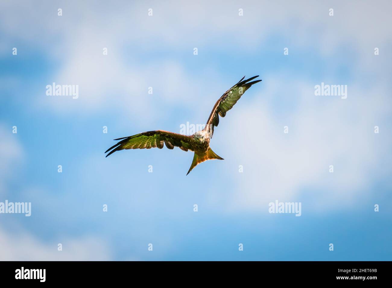 Schöne majestätische rote Drachenvögel mit offenen Flügeln jagen nach Beute Stockfoto