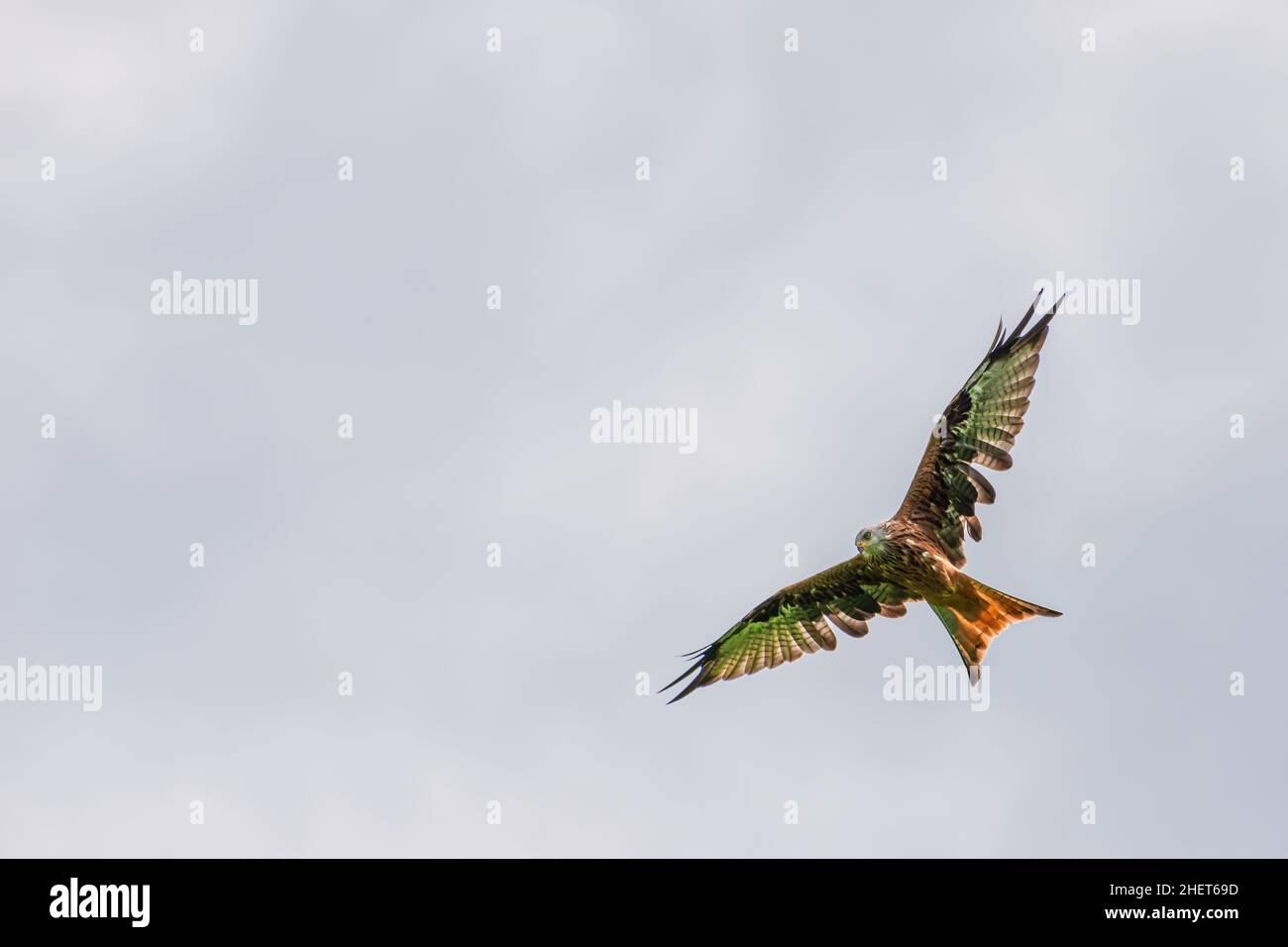 Großer roter Drachenvogel mit riesigen Flügeln, die hoch oben am Himmel fliegen Stockfoto