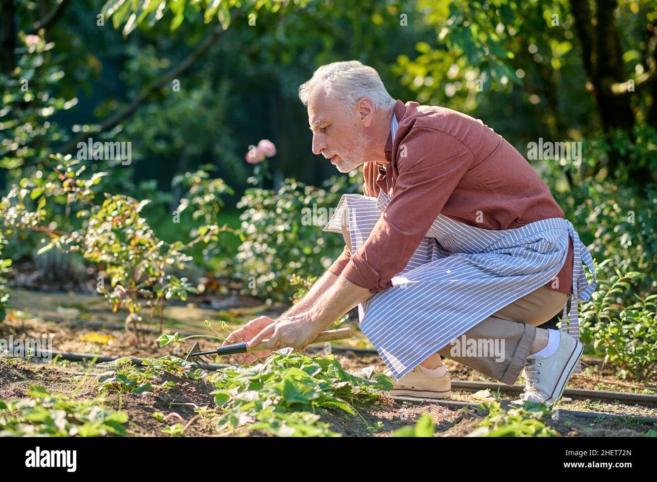 Grauhaariger Gärtner, der den Boden ruckert und beschäftigt aussieht Stockfoto