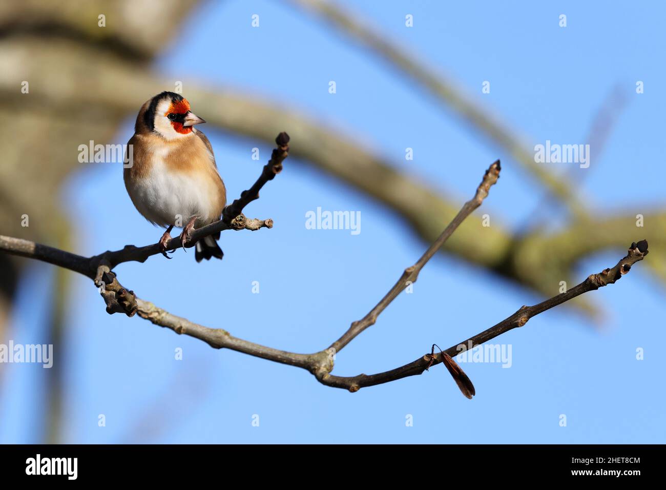 Schöner erwachsener Goldfinch in einer natürlichen Pose auf einer Eiche im Winter Gloucestershire UK Stockfoto