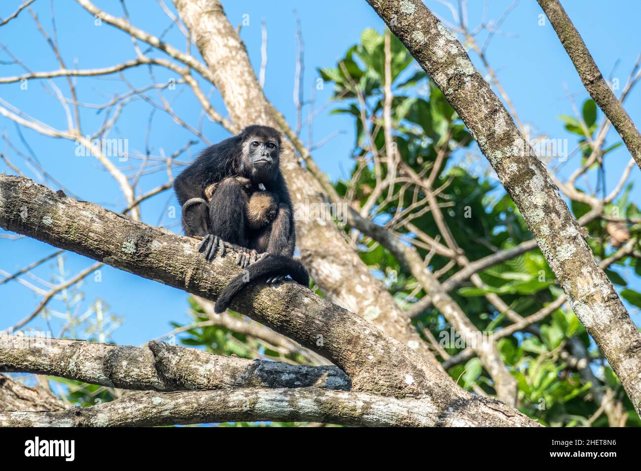 Mutter Affe kümmert sich im Dschungel um ihr kleines Baby Stockfoto