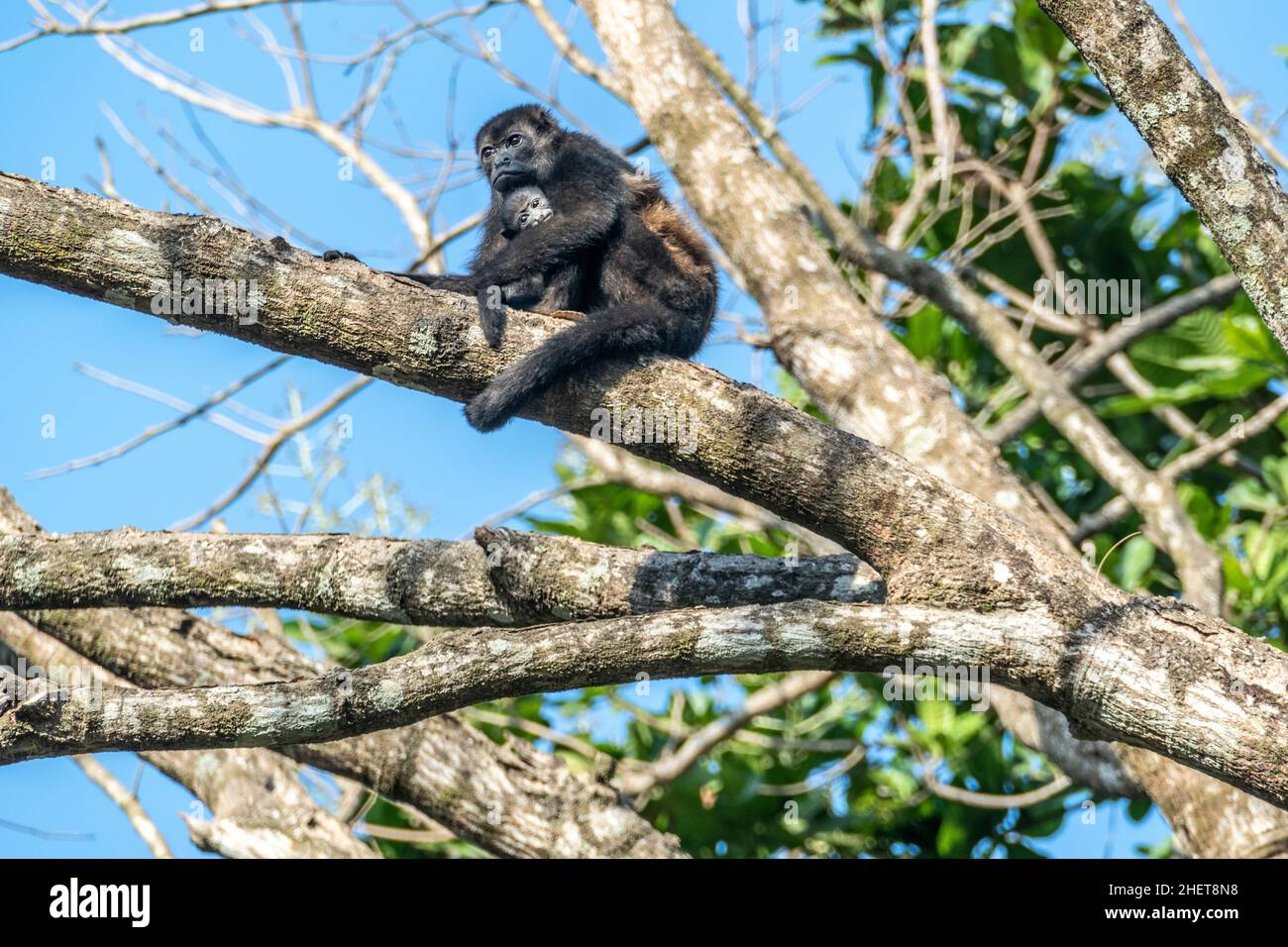 Mutter Affe kümmert sich im Dschungel um ihr kleines Baby Stockfoto