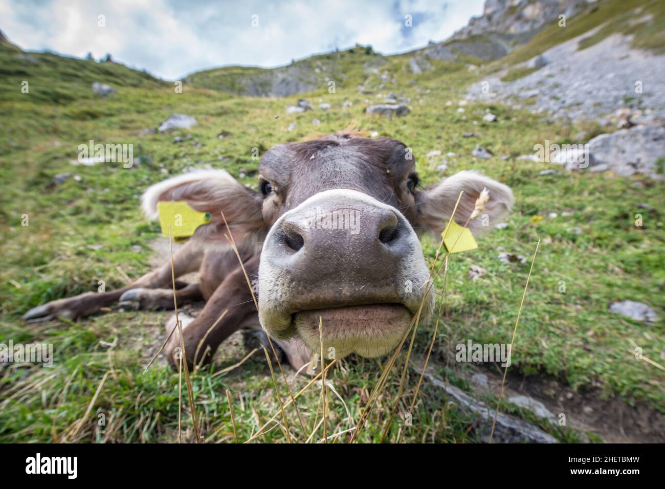 Große Nase der beschrifteten jungen Kuh auf der Bergwiese Stockfoto