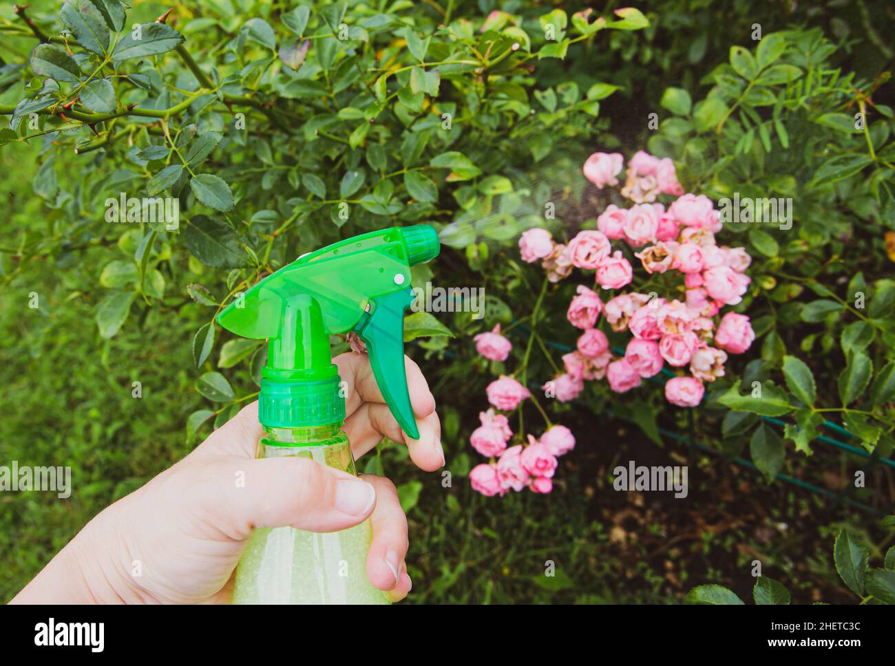 Nahaufnahme einer Person, die im Garten des Hauses selbstgebasteltes Insektenspray verwendet, um Rosen vor Insekten zu schützen. Stockfoto