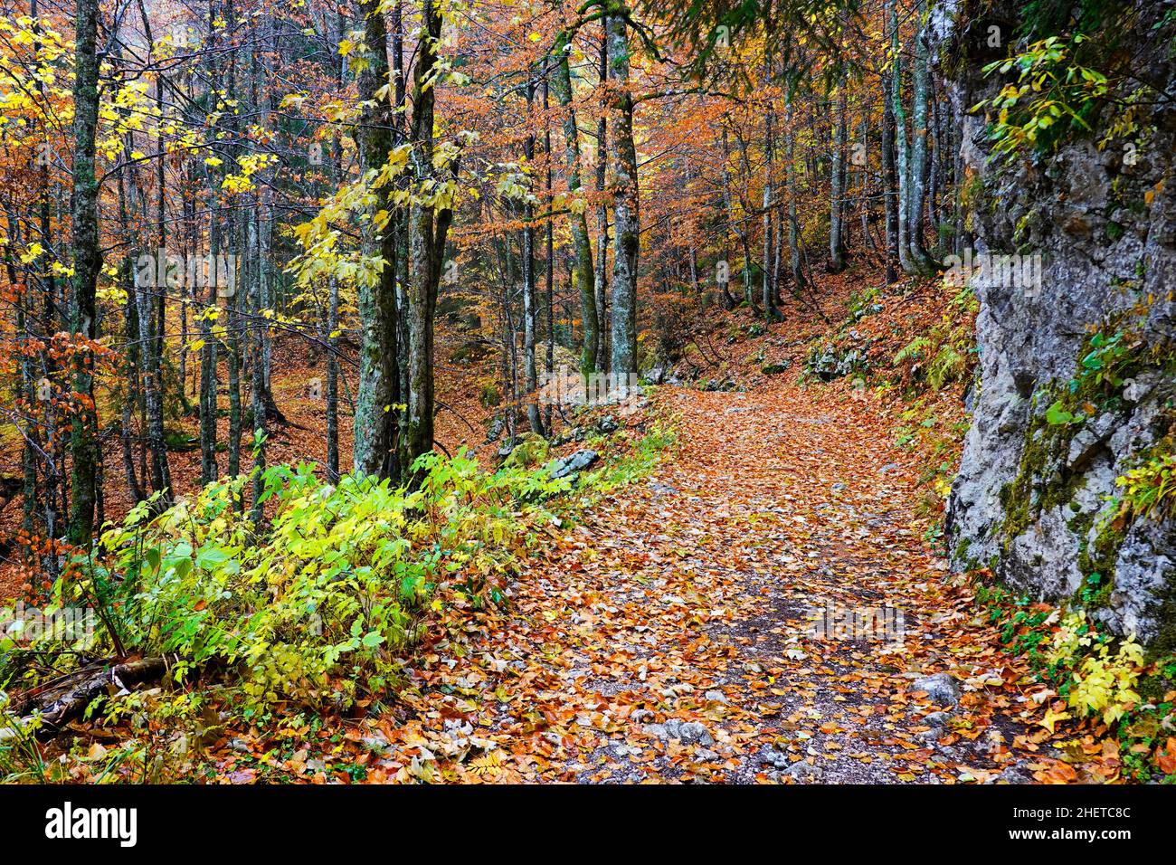 Herbstfarben im Triglav Nationalpark, Slowenien, Europa Stockfoto