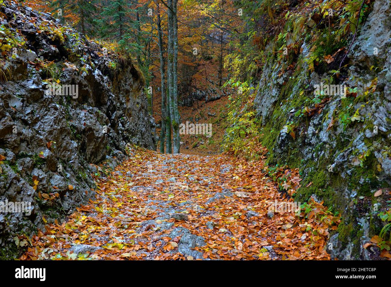 Herbstfarben im Triglav Nationalpark, Slowenien, Europa Stockfoto