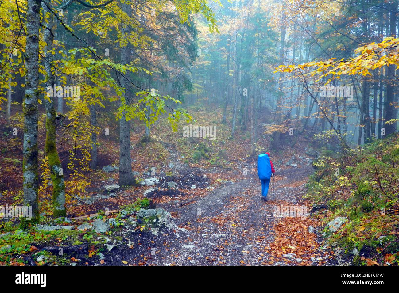 Junge Frau, die auf einem Pfad in einem Nebelwald des Triglav Nationalparks, Slowenisch, Europa, unterwegs ist Stockfoto