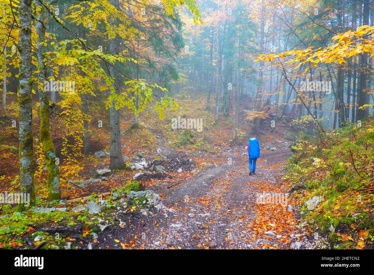 Junge Frau, die auf einem Pfad in einem Nebelwald des Triglav Nationalparks, Slowenisch, Europa, unterwegs ist Stockfoto
