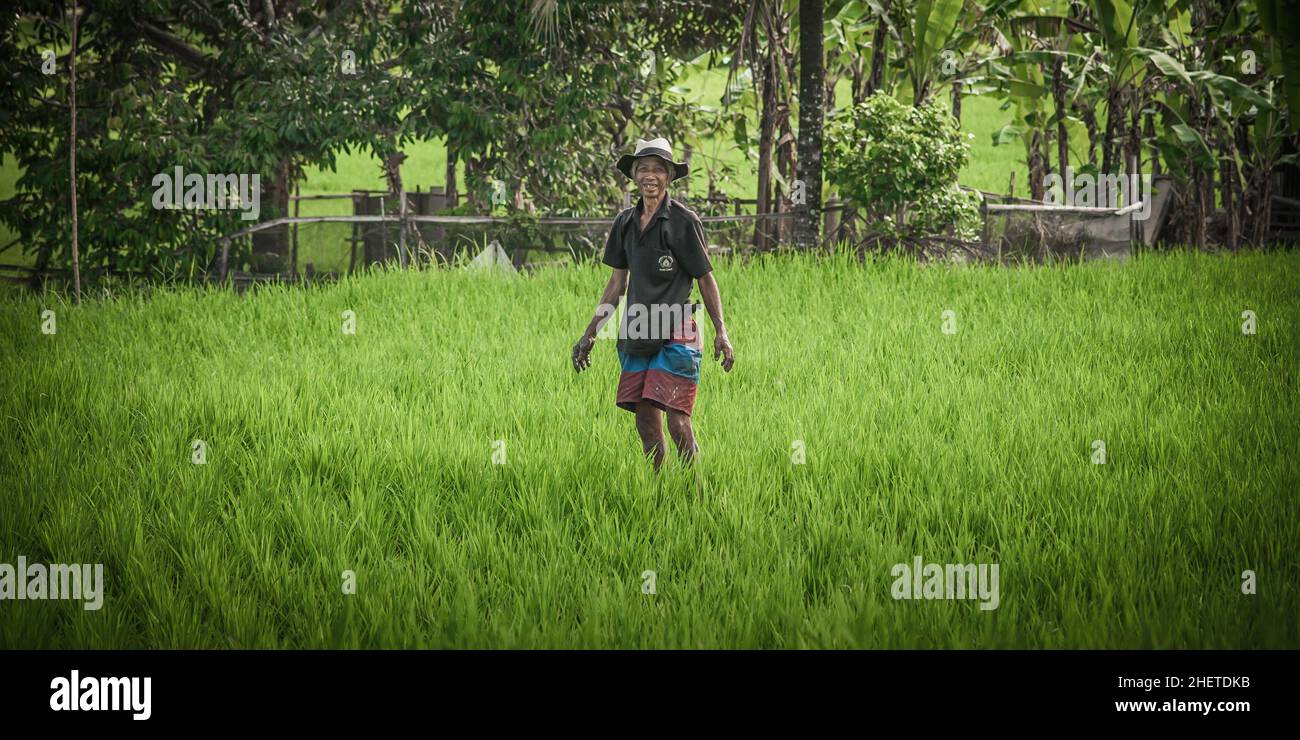 BALI, INDONESIEN - 14. APRIL 2018. Balinesische Männer im Strohhut arbeiten auf dem Terrassenfeld. Getreideanbau. Redaktionelle Tagesaufnahme Stockfoto