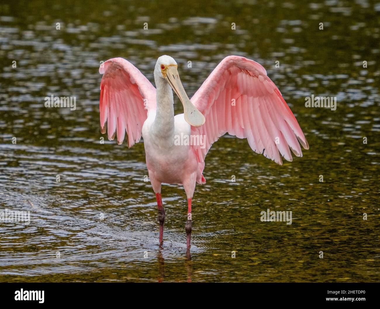 Roseate Spoonbill im Myakka River im Myakka River State Park in der US-amerikanischen Stadt Särsota Florida Stockfoto