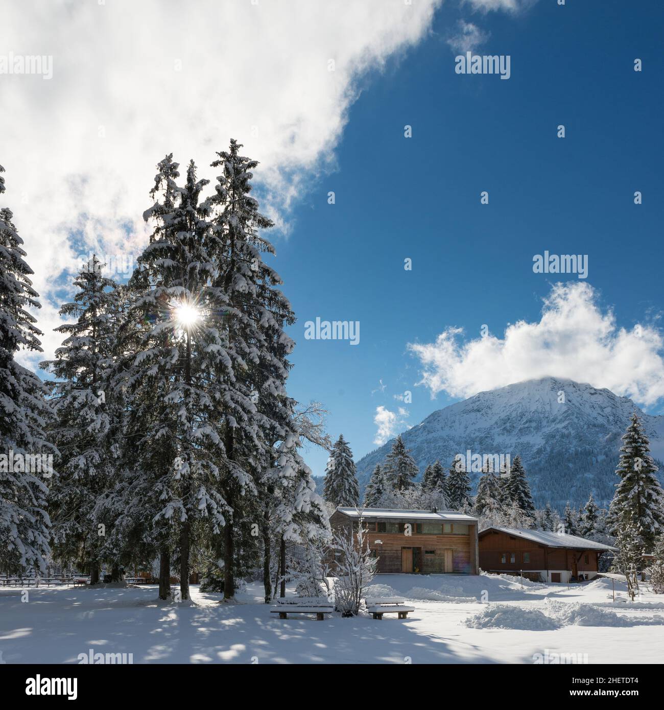 Riesige Bäume und Holzhütten im Winter in österreichischen Bergen Stockfoto