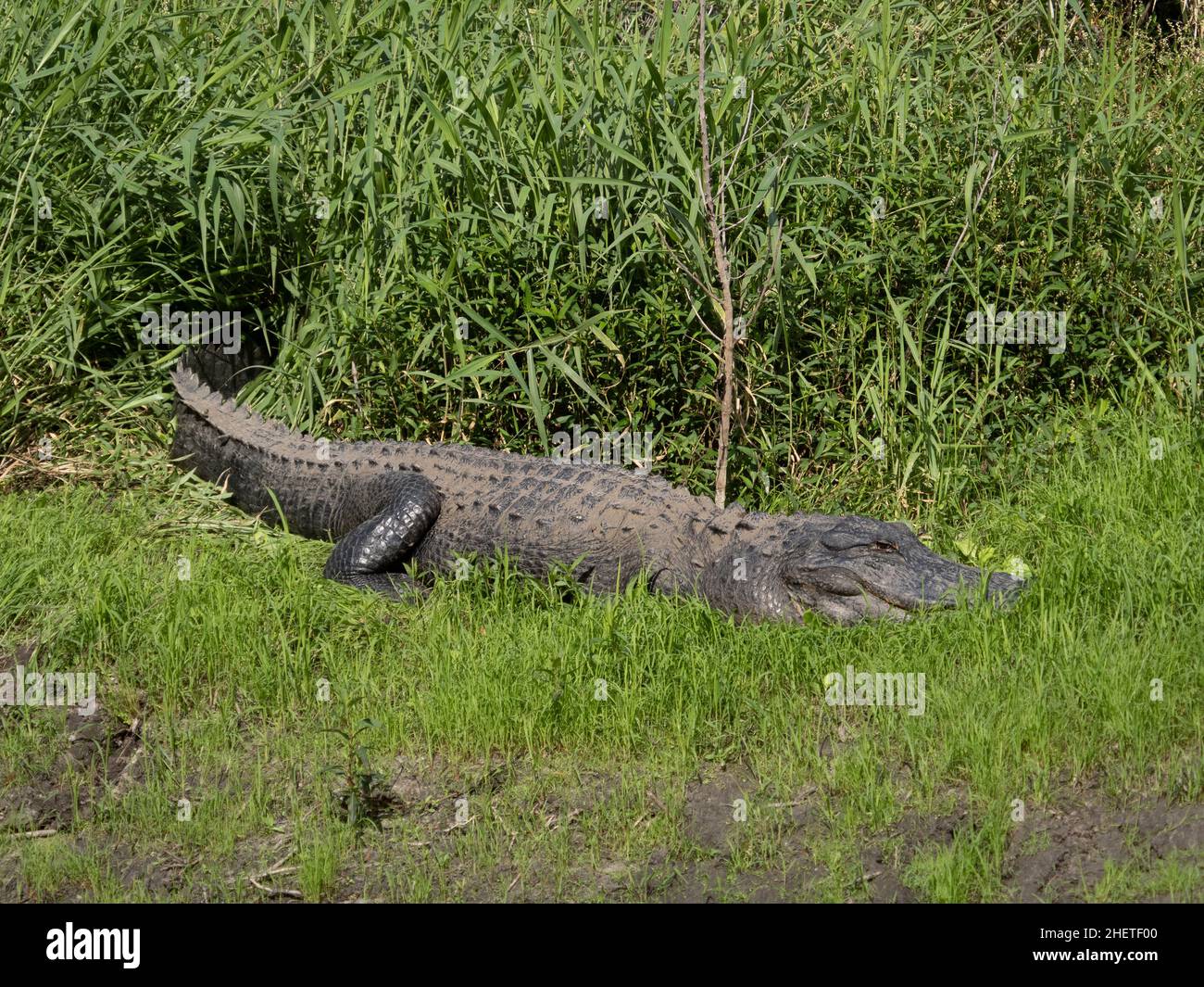 American Alligator entlang des Myakka River im Myakka River State Park in der US-amerikanischen Stadt Stockfoto