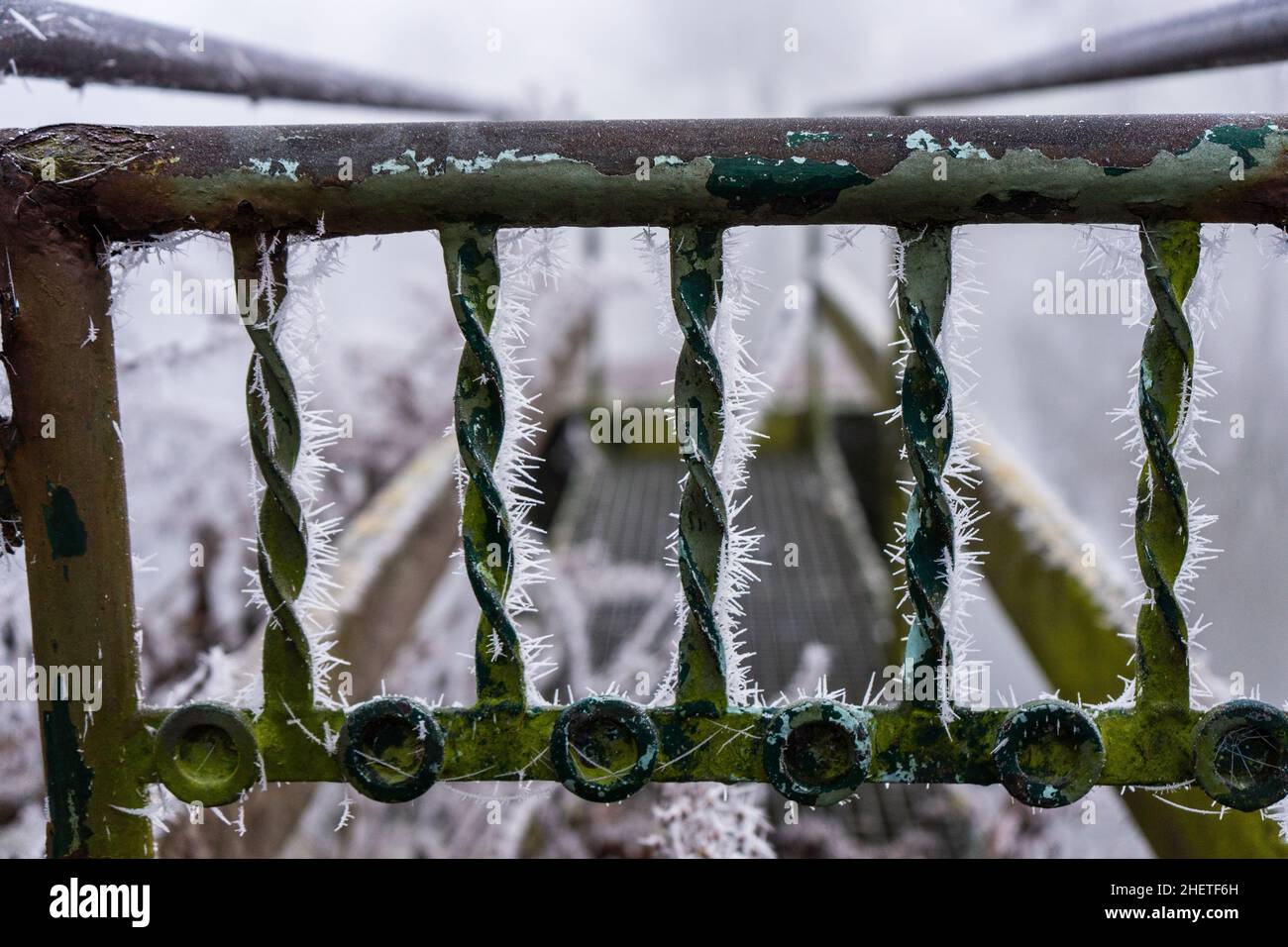 rote Winterbeeren während der Wintersonnenwende 2021 Stockfoto