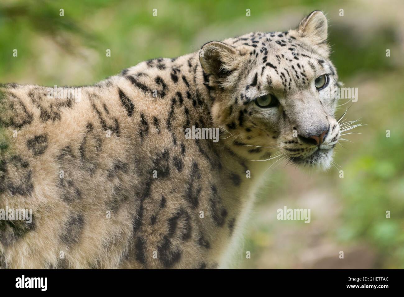 Porträt einer bedrohten asiatischen Schneeleopard Panthera uncia Katze Stockfoto