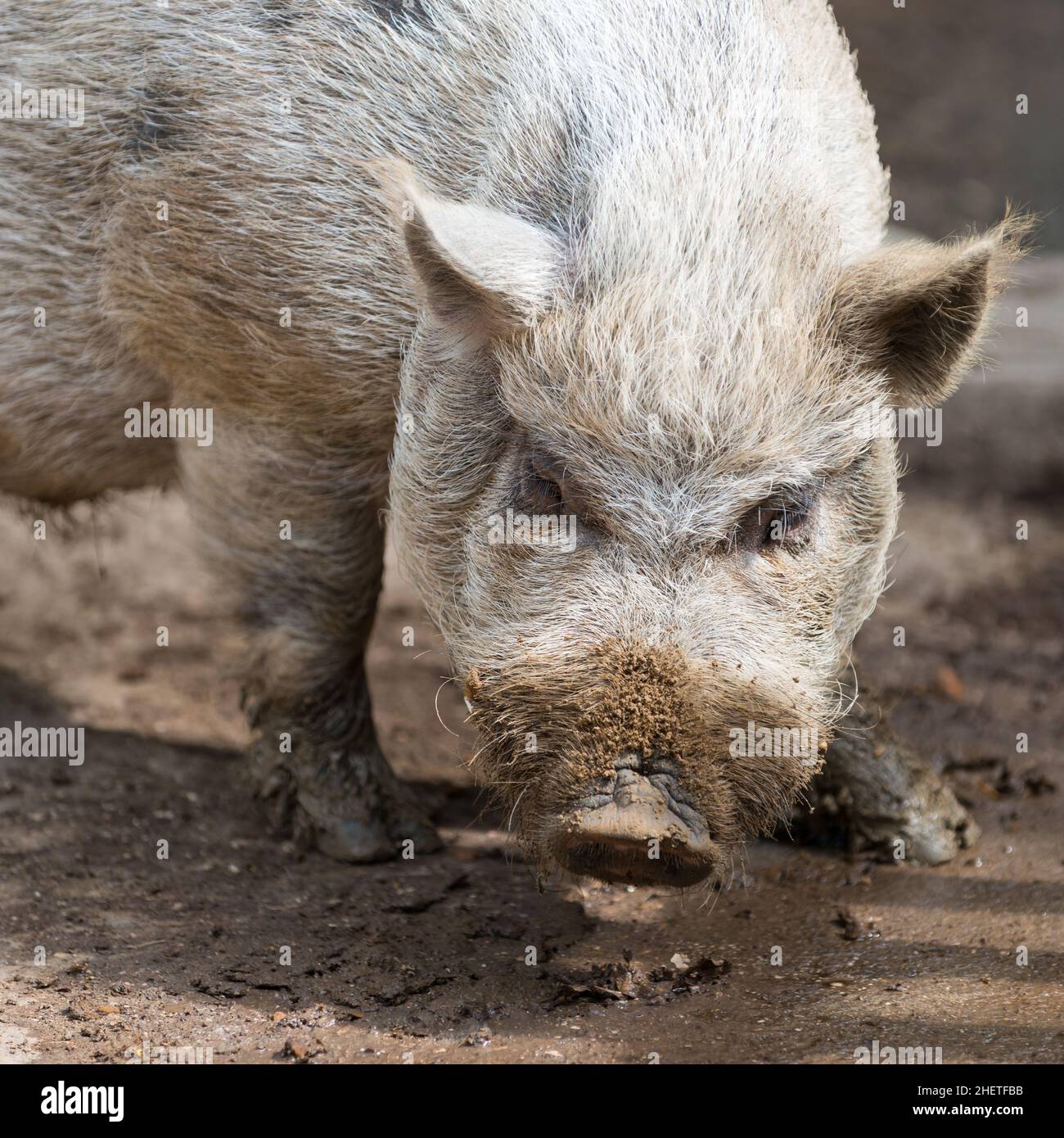 Nase von schmutzigen grauen afrikanischen Schweinen, die auf dem Erdboden stehen Stockfoto