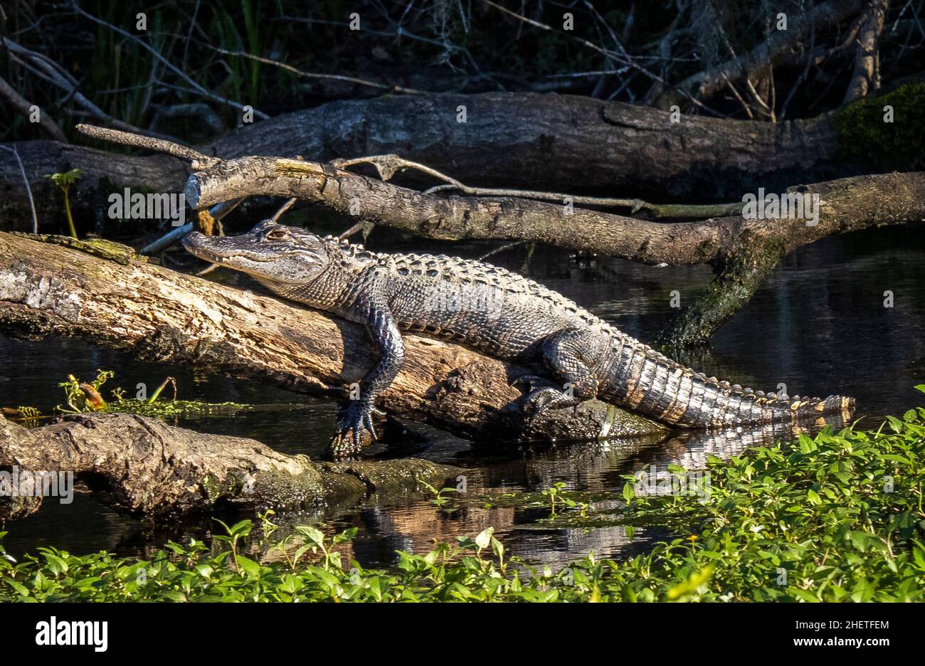 American Alligatot im Wakulla River im Edward Ball Wakulla Spring State Park in Florida USA Stockfoto