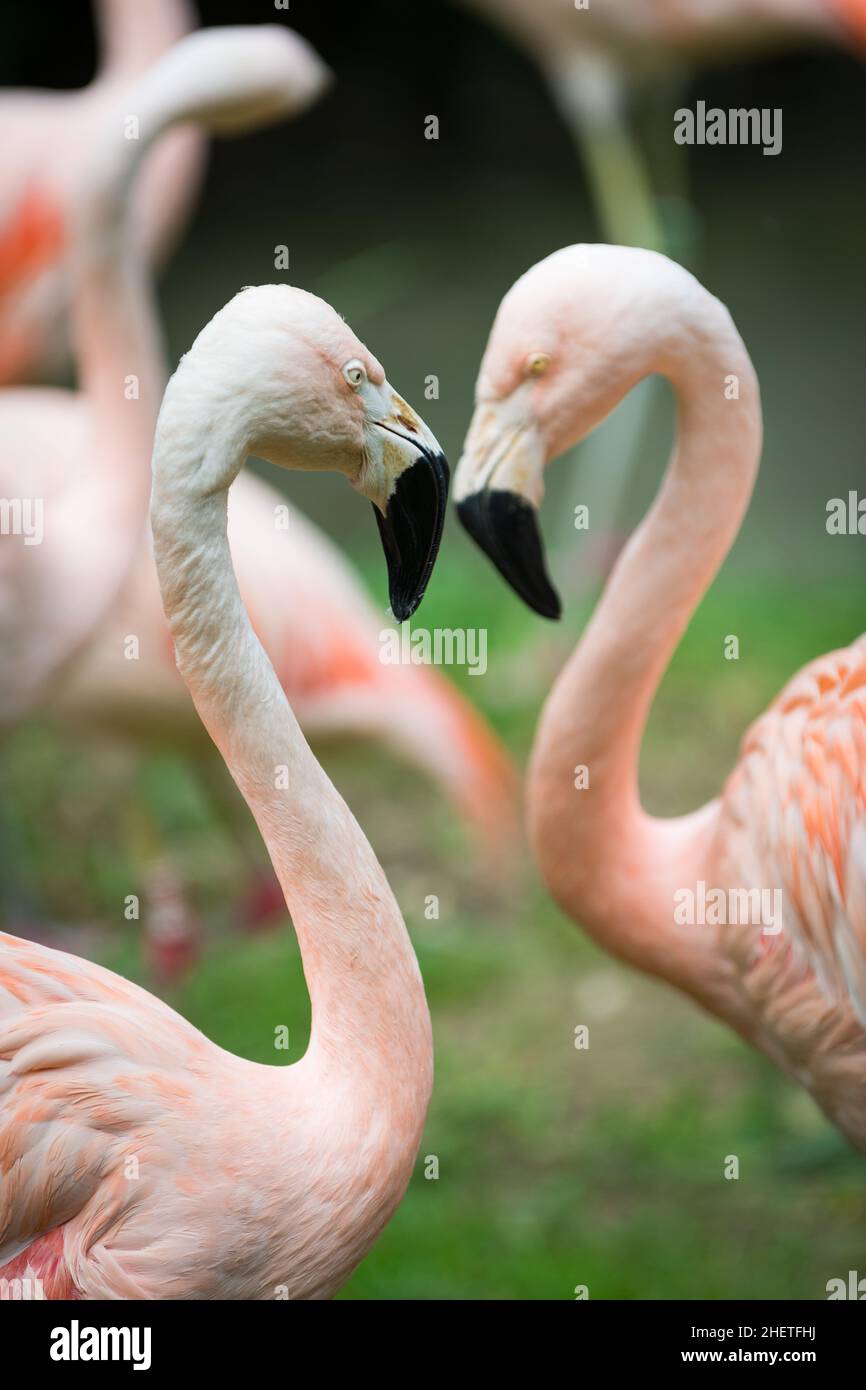 Zwei Köpfe und Hälse von größeren Flamingos, die eine schöne Herzfigur bauen Stockfoto