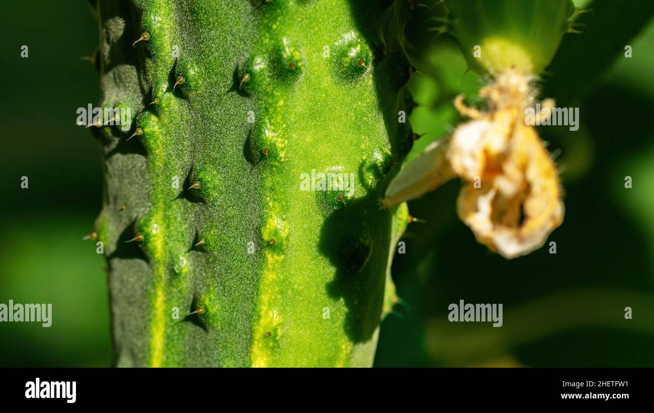 Makro-Foto: Gurkenfrucht Dornen. Gurke mit welken Blumen Nahaufnahme mit Kopierraum. Das Konzept des ökologischen Landbaus und Gartenbaus. Stockfoto