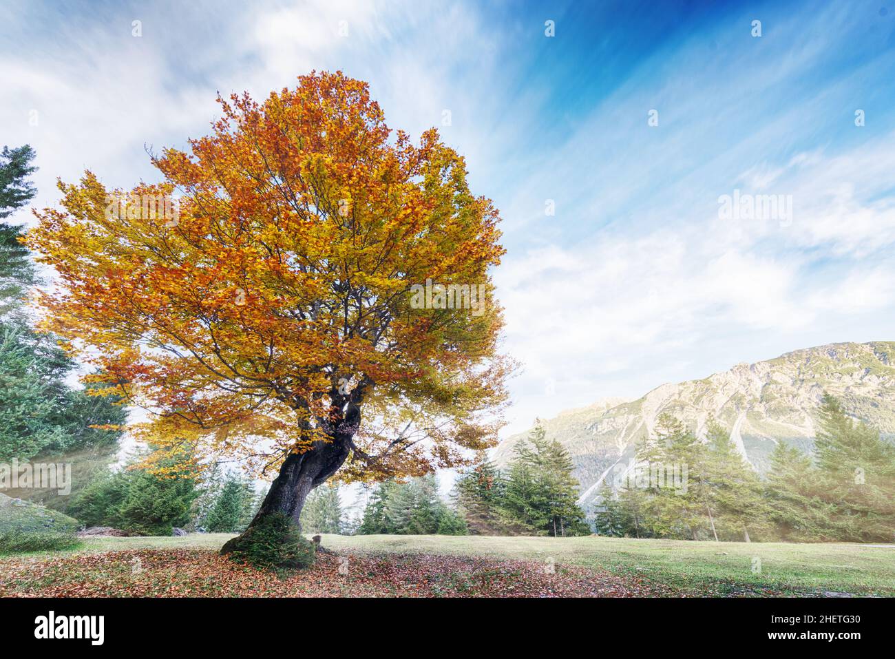 Bunte Linden auf der Alp-Wiese im Herbst und wolkiger Himmel Stockfoto