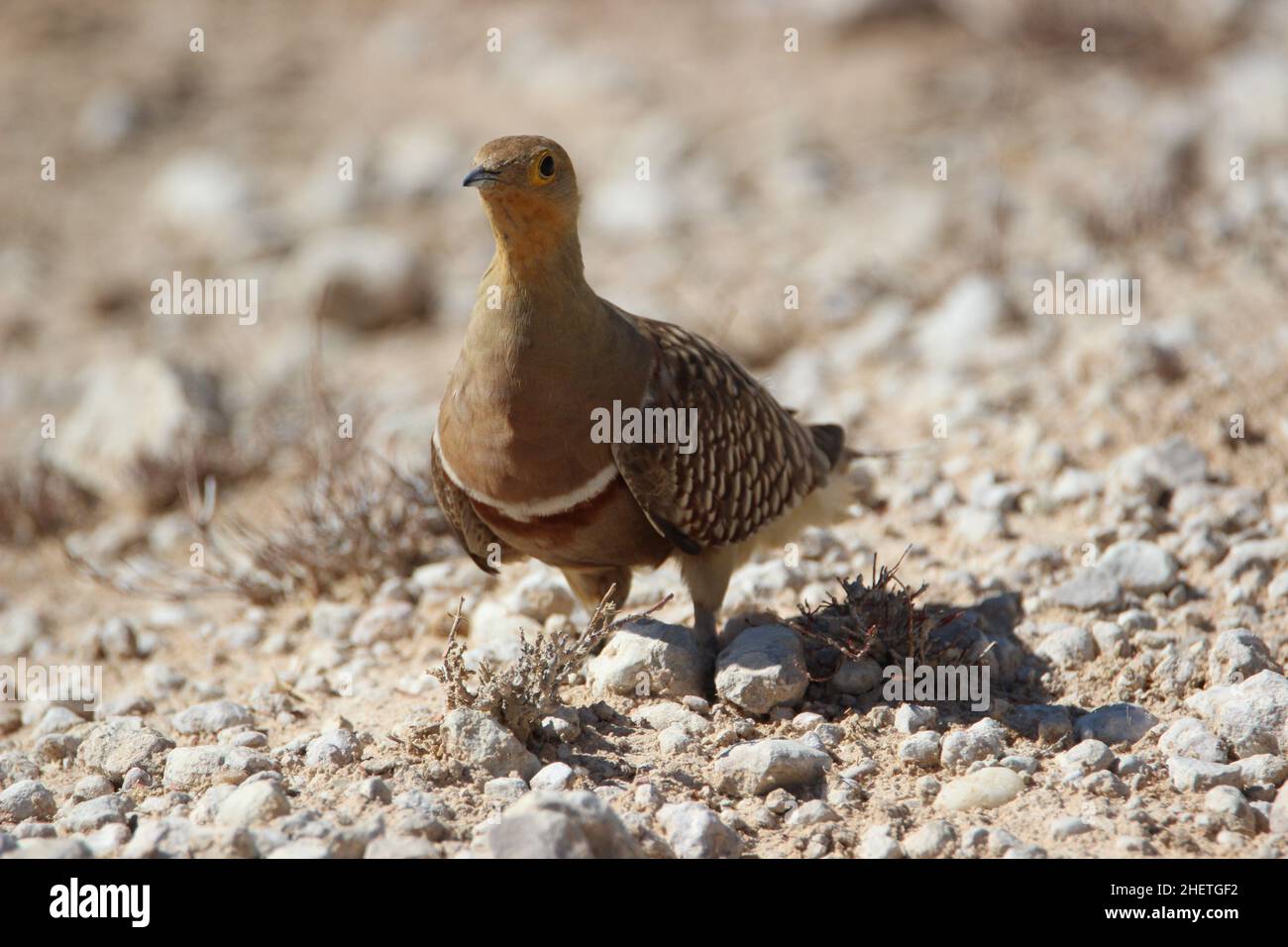 Männliche Namaqua Sandgrouse im Kgalagadi Stockfoto