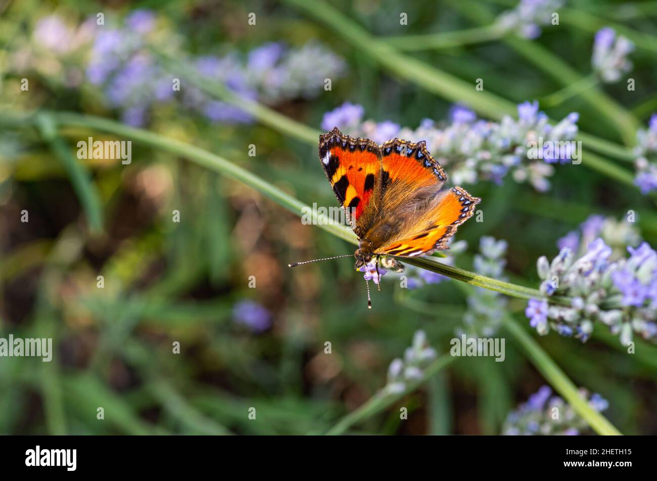 Schmetterling auf Lavendelblüte Nehmen Sie Nektar Stockfoto