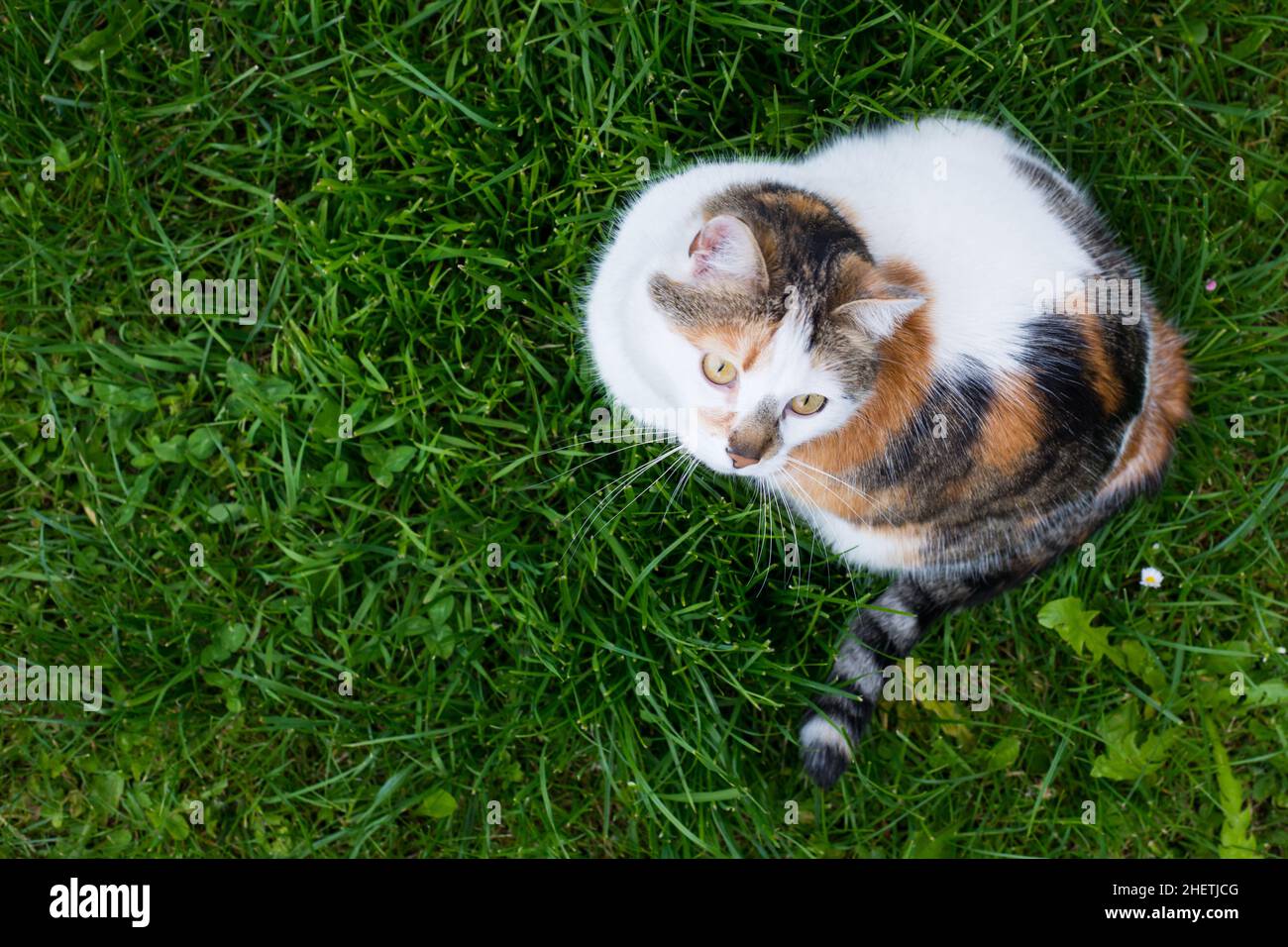 Blick von oben auf Haus Calico Katze sitzt in frischem grünen Gras Stockfoto